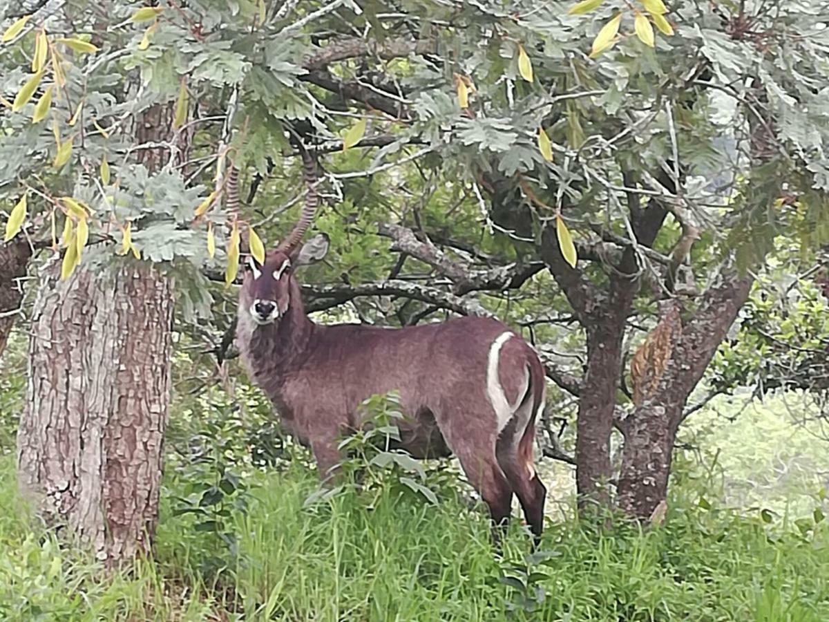 @Nature Luxury Cottages Mbombela Exteriör bild